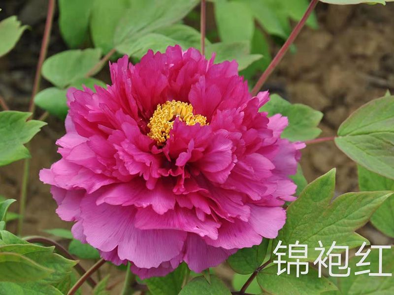 錦袍紅
